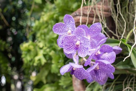 蘭花材料|蘭花種植材料使用指南：水苔、樹皮等，使用步驟全攻。